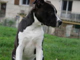 1 chiot mâle American Staffordshire Terrier LOF