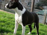 1 chiot mâle American Staffordshire Terrier LOF