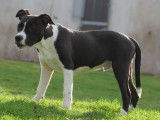 1 chiot mâle American Staffordshire Terrier LOF