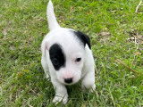 Chiots Jack Russell Terrier LOF à vendre