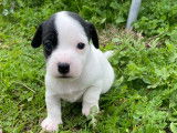 Chiots Jack Russell Terrier LOF à vendre