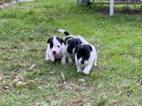 Chiots Jack Russell Terrier LOF à vendre