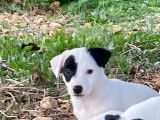 Chiots Jack Russell Terrier LOF à vendre