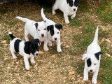 Chiots Jack Russell Terrier LOF à vendre