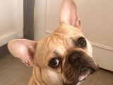Mâle Bouledogue Français non LOF disponible pour saillie