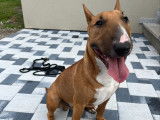 Mâle Bull Terrier Miniature LOF disponible pour saillie