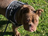 Heidi, femelle American Bully à donner