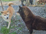 Une chienne Shiba Inu LOF à vendre