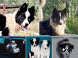 7 chiots Laika De Yakoutie LOF à réserver