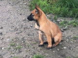 À vendre : un chiot mâle Berger Belge Malinois LOF