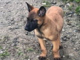 Disponible à la vente : un chiot mâle Berger Belge Malinois LOF