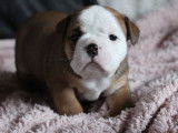 5 chiots femelles Bulldogs Continentaux LOF à réserver