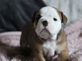 5 chiots femelles Bulldogs Continentaux LOF à réserver