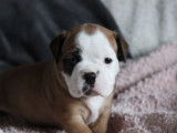 5 chiots femelles Bulldogs Continentaux LOF à réserver
