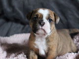 5 chiots femelles Bulldogs Continentaux LOF à réserver