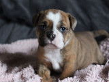 5 chiots femelles Bulldogs Continentaux LOF à réserver
