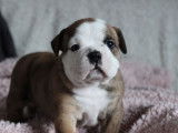 5 chiots femelles Bulldogs Continentaux LOF à réserver