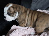 5 chiots femelles Bulldogs Continentaux LOF à réserver