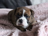 5 chiots femelles Bulldogs Continentaux LOF à réserver