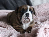 5 chiots femelles Bulldogs Continentaux LOF à réserver