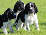 À vendre : des chiots English Springer Spaniel LOF
