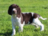 À vendre : des chiots English Springer Spaniel LOF
