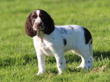 À vendre : des chiots English Springer Spaniel LOF