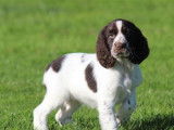 À vendre : des chiots English Springer Spaniel LOF