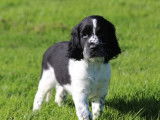 À vendre : des chiots English Springer Spaniel LOF