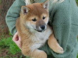 1 chiot Femelle Shiba Inu non LOF disponible à la réservation