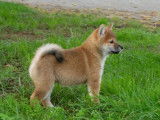 1 chiot Femelle Shiba Inu non LOF disponible à la réservation