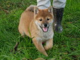 1 chiot Femelle Shiba Inu non LOF disponible à la réservation