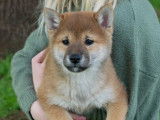 1 chiot Femelle Shiba Inu non LOF disponible à la réservation