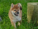 1 chiot Femelle Shiba Inu non LOF disponible à la réservation