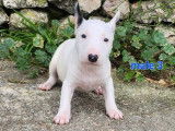 À vendre : 6 chiots Bull Terriers Miniatures LOF