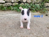 À vendre : 6 chiots Bull Terriers Miniatures LOF