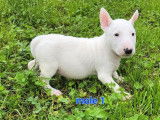 À vendre : 6 chiots Bull Terriers Miniatures LOF