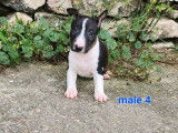 À vendre : 6 chiots Bull Terriers Miniatures LOF