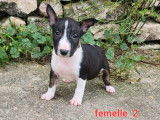 À vendre : 6 chiots Bull Terriers Miniatures LOF