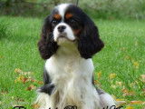Une chienne Cavalier King Charles LOF à vendre