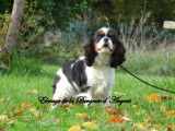 Une chienne Cavalier King Charles LOF à vendre