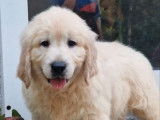 5 chiots Golden Retrievers LOF à vendre