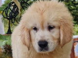 5 chiots Golden Retrievers LOF à vendre