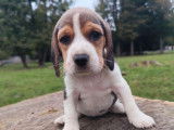 7 chiots Beagles LOF disponibles à la réservation