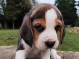 7 chiots Beagles LOF disponibles à la réservation