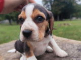 7 chiots Beagles LOF disponibles à la réservation