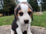 7 chiots Beagles LOF disponibles à la réservation
