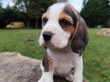 7 chiots Beagles LOF disponibles à la réservation
