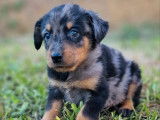 À réserver : 4 chiots Beaucerons LOF