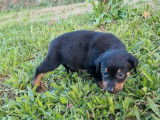 À réserver : 4 chiots Beaucerons LOF